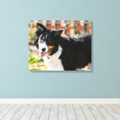 Rand Collie Panting 1 Canvas Afdruk (Insitu (Houten vloer))