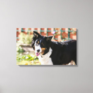Rand Collie Panting 1 Canvas Afdruk
