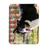 Rand Collie Panting 1 Magneet (Verticaal)