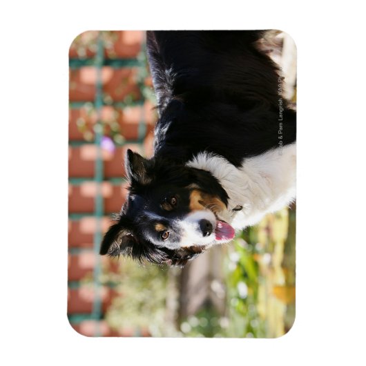 Rand Collie Panting 1 Magneet (Verticaal)