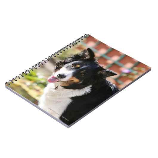 Rand Collie Panting 1 Notitieboek (Linkerzijde)