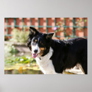 Rand Collie Panting 1 Poster
