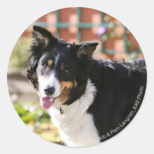 Rand Collie Panting 1 Ronde Sticker