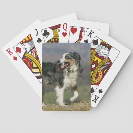 Rand Collie Panting 2 Pokerkaarten (Achterkant)