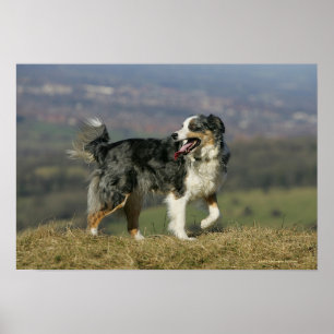 Rand Collie Panting 2 Poster