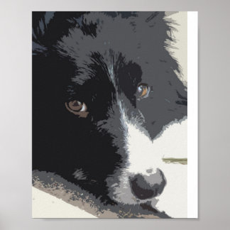 Rand collie portret poster