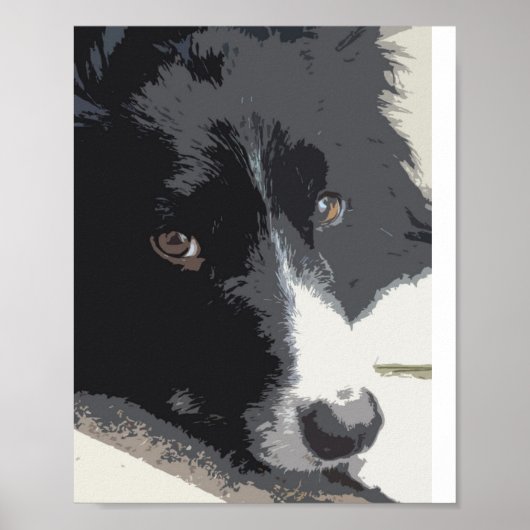 Rand collie portret poster (Voorkant)