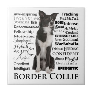 Rand Collie Traits Tile Tegeltje