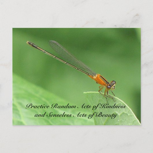 Random Acts of Kindness Briefkaart - Damselfly (Voorkant)