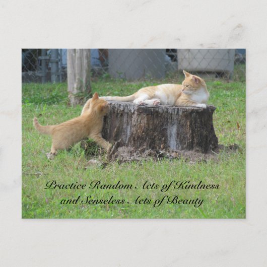 Random Acts of Kindness Briefkaart - Momma Kat (Voorkant)