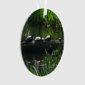 Rangée de tortues Green Nature Photo (devant)
