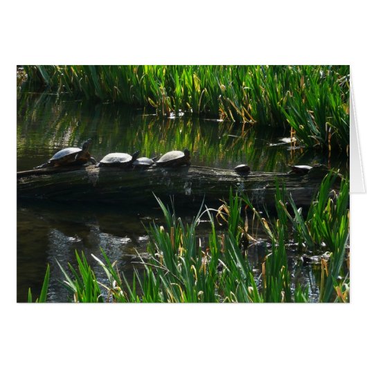 Rangée de tortues Green Nature Photo (Devant horizontal)