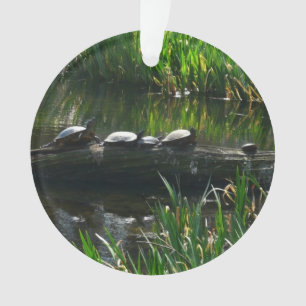 Rangée de tortues photo de la nature verte