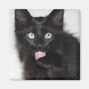 Ranger Kitten Cleaning Paw Magnet Magneet