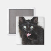 Ranger Kitten Nettoyant Aimant Paw (Recto/Verso)