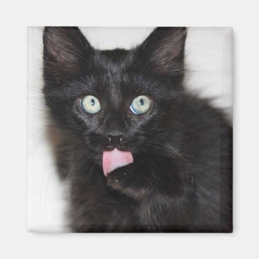 Ranger Kitten Nettoyant Aimant Paw (Devant)