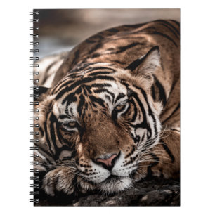 ranthambore Wilde tijger Fine art afbeelding portr Notitieboek
