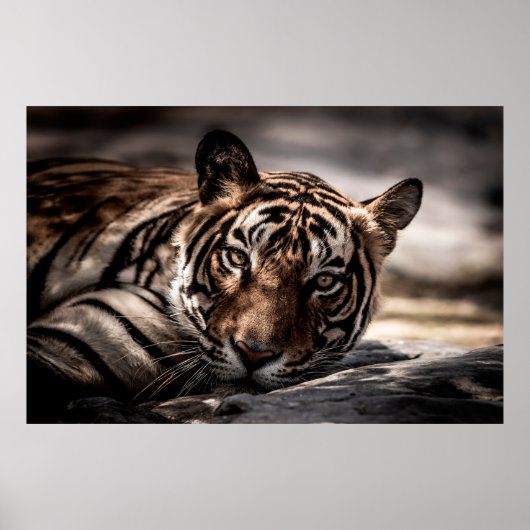 ranthambore Wilde tijger Fine art afbeelding portr Poster (Voorkant)