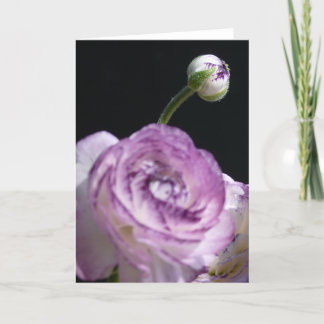 Ranunculus asiaticus White Persian buttercup II Kaart