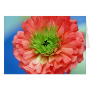 ranunculus centre vert