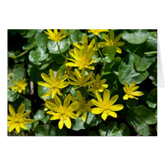 Ranunculus ficaria (Devant horizontal)