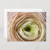 Ranunculus Flower Briefkaart (Voorkant / Achterkant)