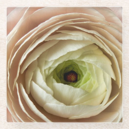 Ranunculus Flower Glazen Onderzetter (Voorkant)