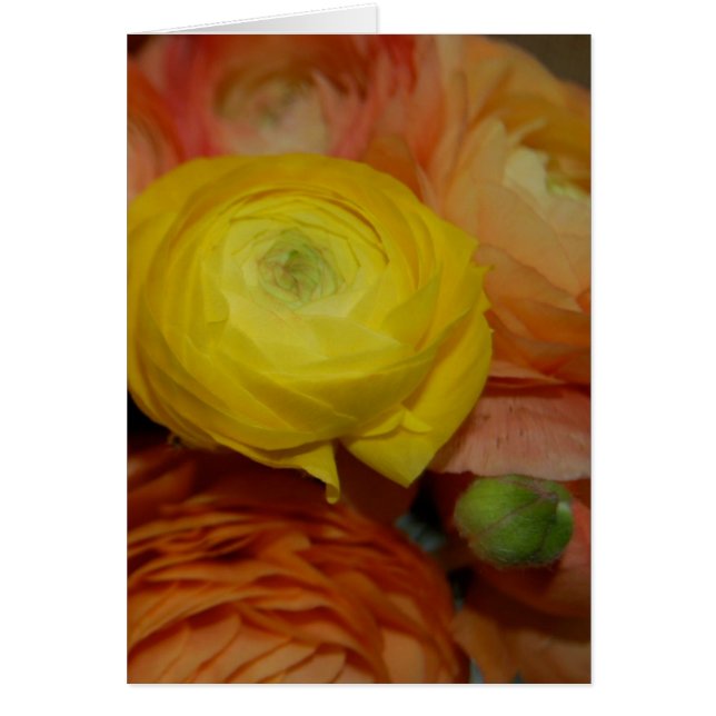 Ranunculus jaune (Devant)