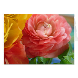 ranunculus jaune et rose