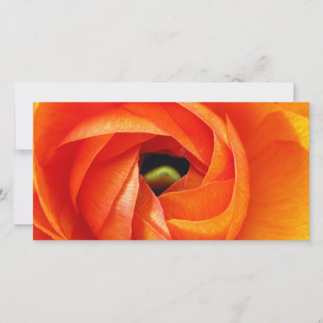 Ranunculus Macro-fotokaart (Voorkant)