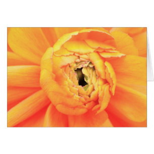 Ranunculus opening...