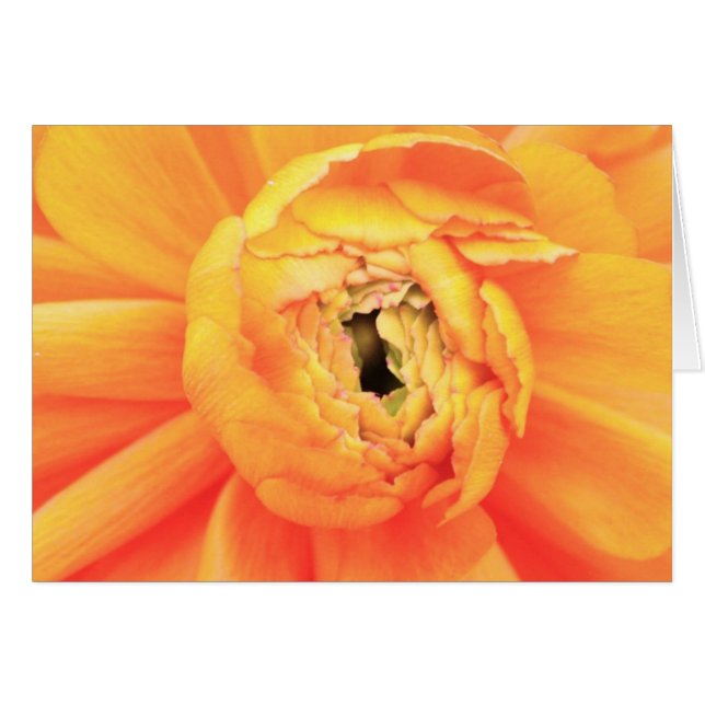 Ranunculus opening... (Voorkant Horizontaal)