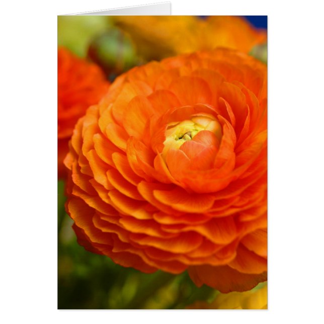 ranunculus orange (Devant)