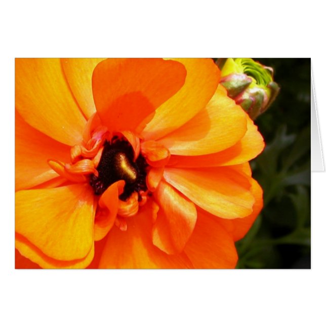 Ranunculus orange avec le centre noir (Devant horizontal)
