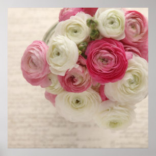 ranunculus rose et blanc sur affiche