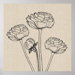 Ranunculus Tekendoek Bloem Poster