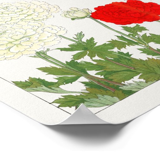 Ranunculus van Tanigami Konan Poster (Hoek)