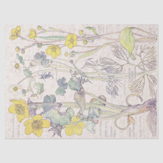 Ranunculus Wildflower Flowers Weefpapier Tissuepapier (Voorkant)