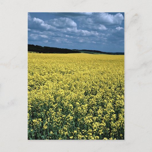 Rapeseed, Wiltshire, Engeland Briefkaart (Voorkant)