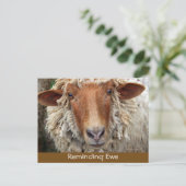 Rappel Ewe : Cartes de rappel (Debout devant)