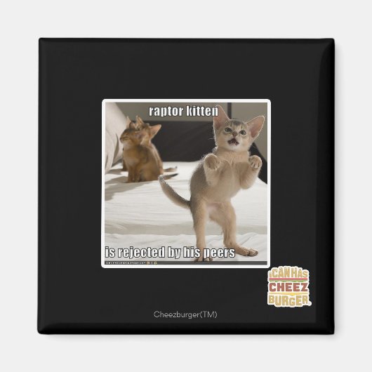 Raptor Kitten Magneet (Voorkant)