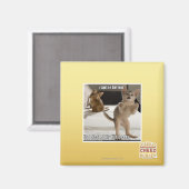 Raptor Kitten Magneet (Voorkant / Achterkant)