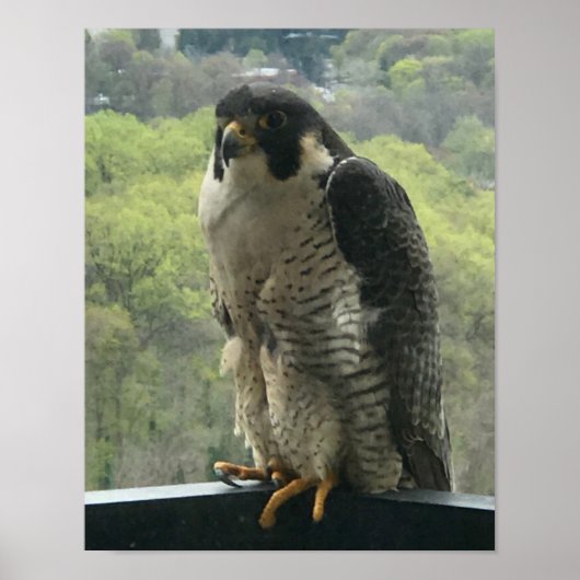 raptor poster (Voorkant)