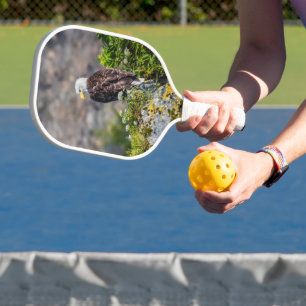 Raquette De Pickleball Aigle bald assis sur le rocher