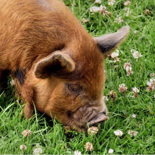 RAQUETTE DE PICKLEBALL COUPER