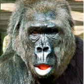 RAQUETTE DE PICKLEBALL GORILLA FRAÎCHE