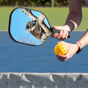 Raquette De Pickleball L'Ours Koala Australien Dans Le Vieux Pin Arbre,