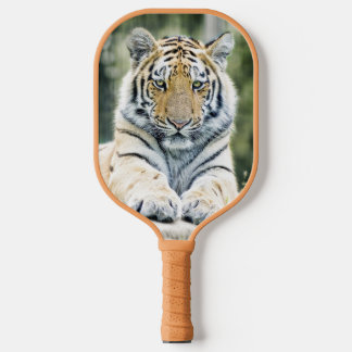 Raquette De Pickleball Palas de Pickleball Salvaje Tigre Siberiano