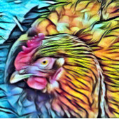 RAQUETTE DE PICKLEBALL POULET