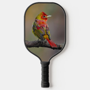 Raquette De Pickleball Tangara écarlate en mue - Photographie originale